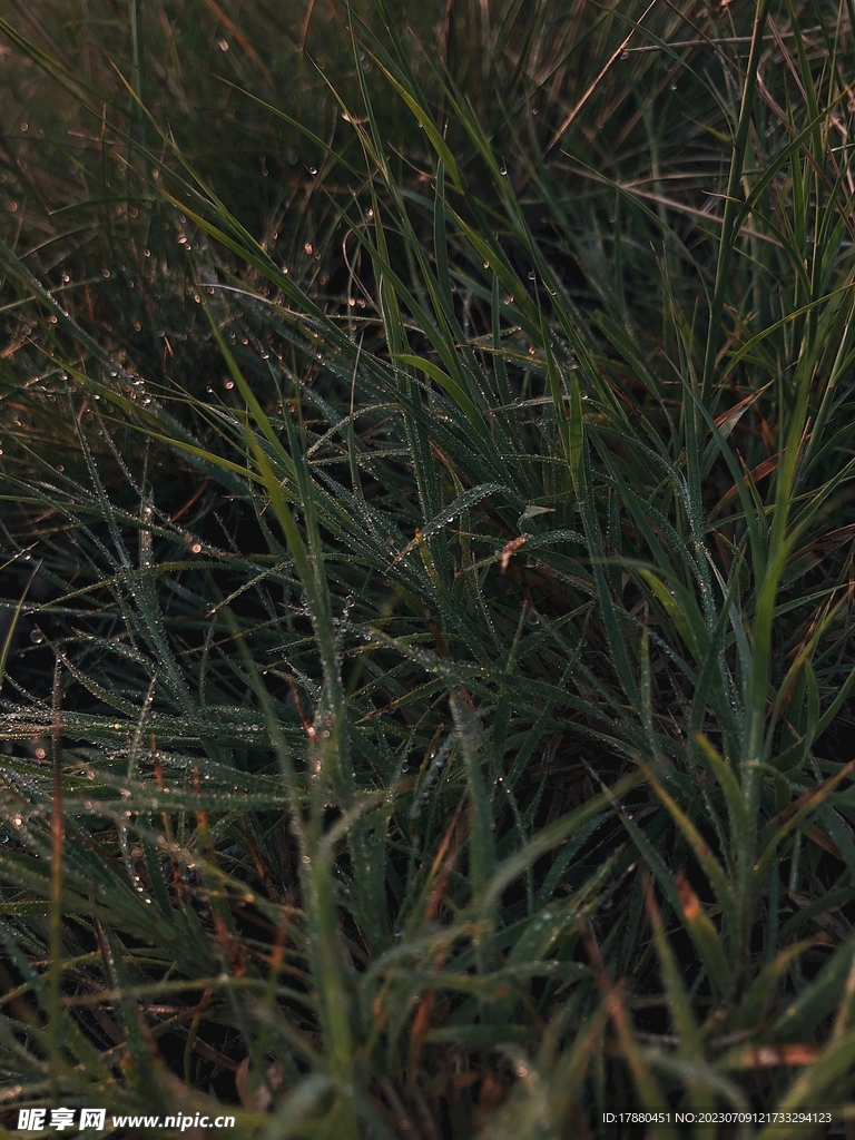 绿草