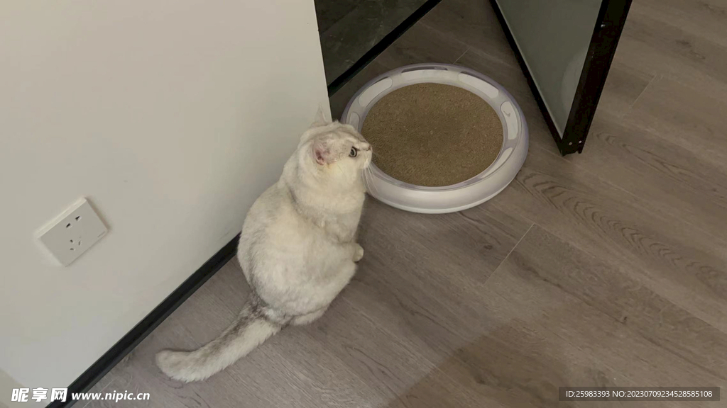 猫