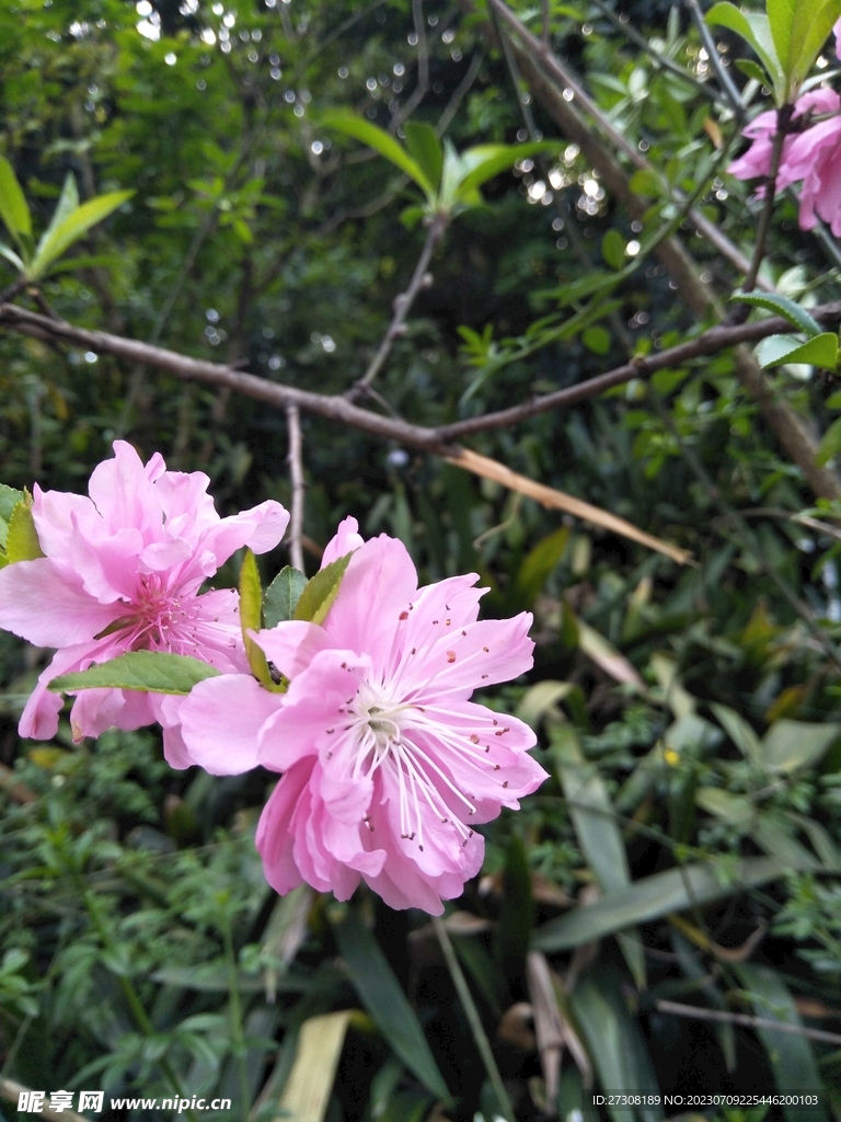 桃花
