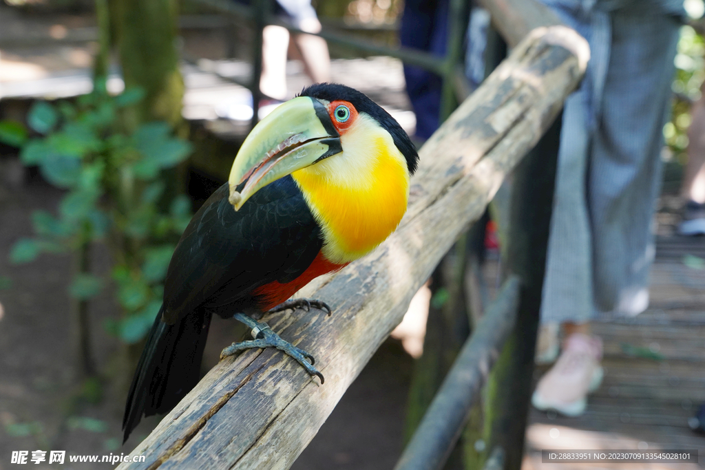 伊瓜苏的热带鸟园