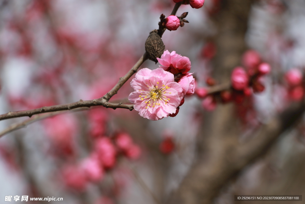 粉色桃花