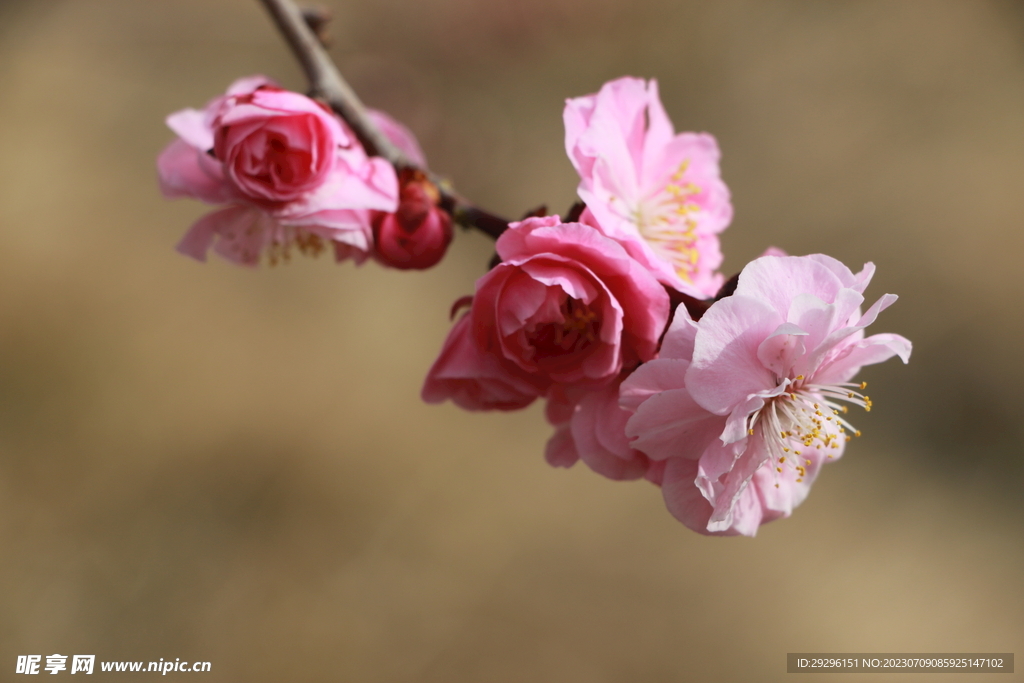 粉色桃花