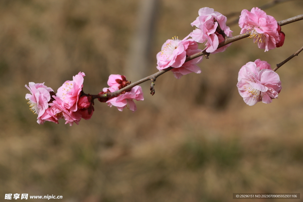 粉色桃花