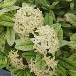 龙船花