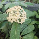 龙船花