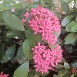 龙船花 