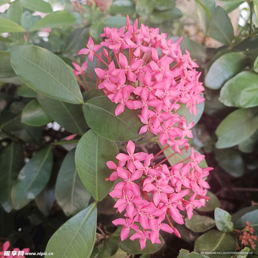 龙船花 