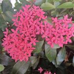 龙船花