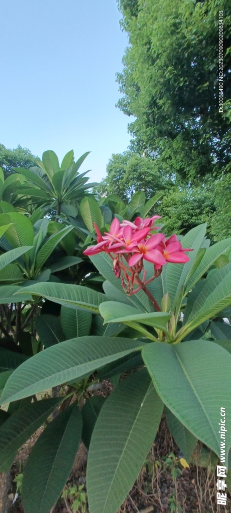 鸡蛋花