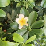 鸡蛋花