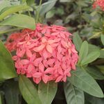 龙船花