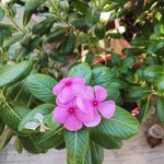 长春花