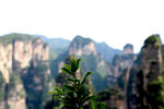 张家界群山