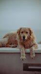 金毛犬