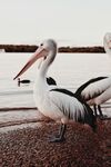 湖边鹈鹕