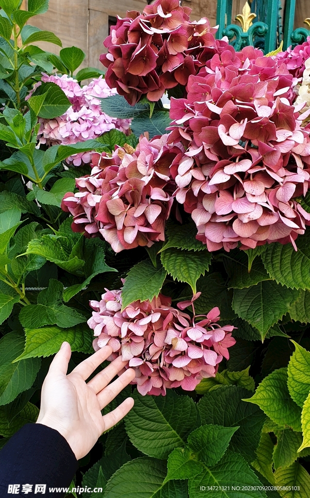 盛开的鲜花