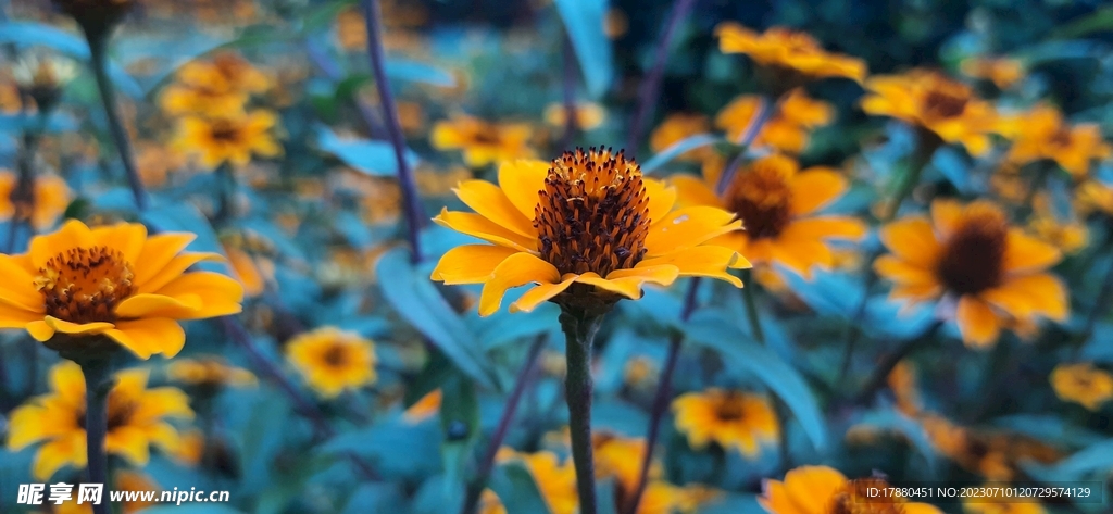 菊芋