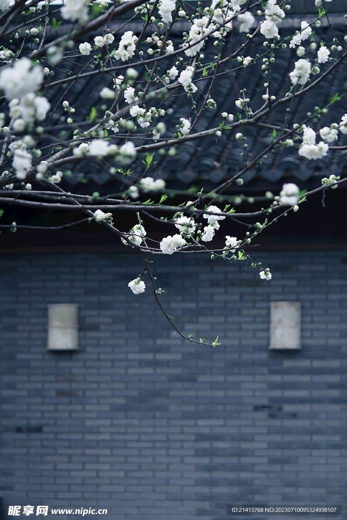 鲜花花朵花卉