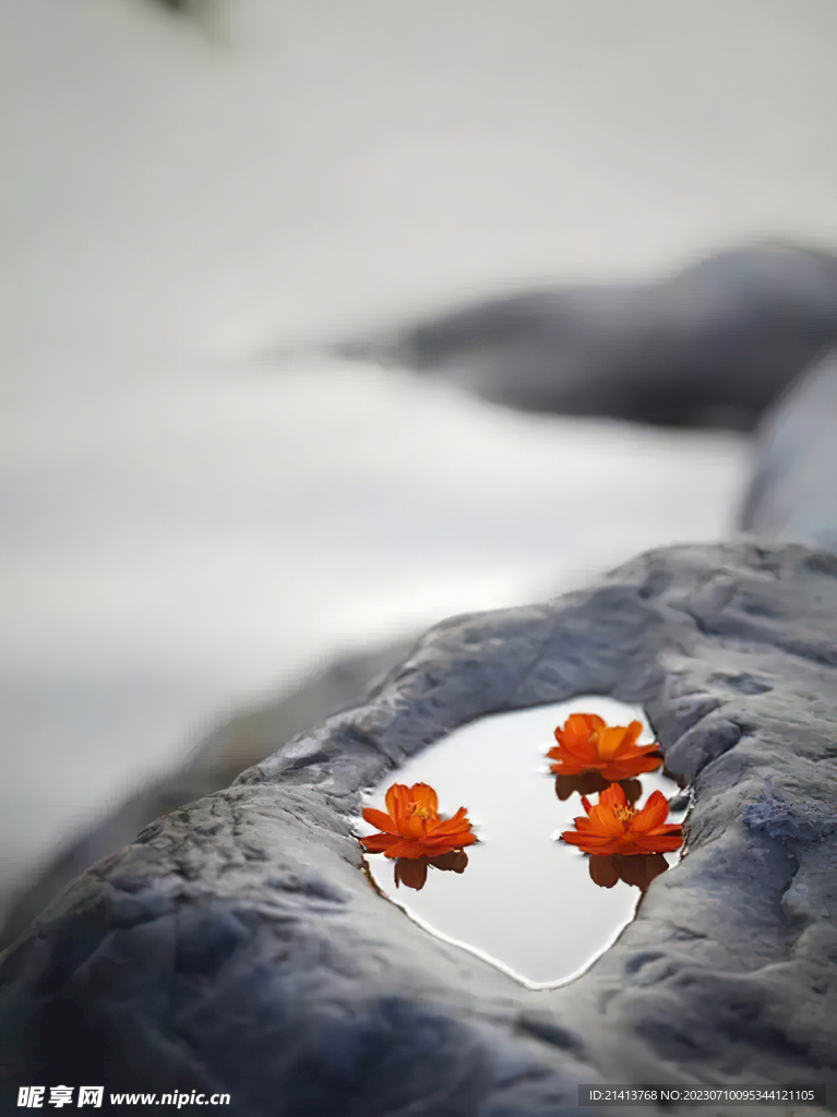 鲜花花朵花卉