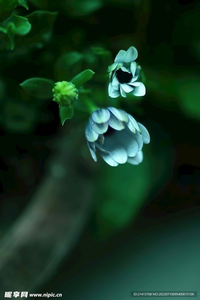 鲜花花朵花卉