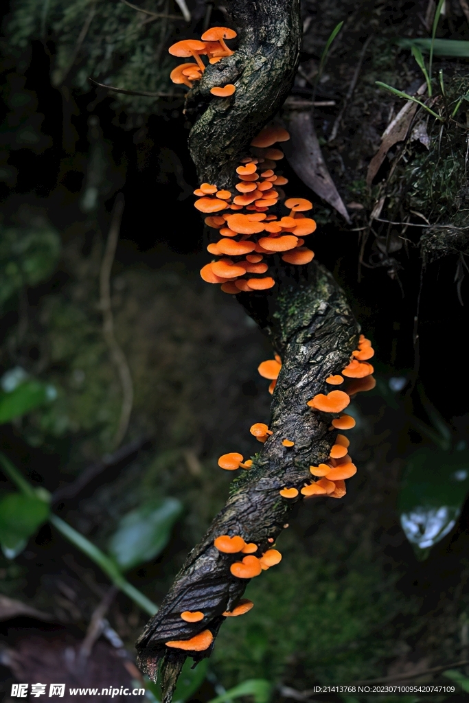 鲜花花朵花卉