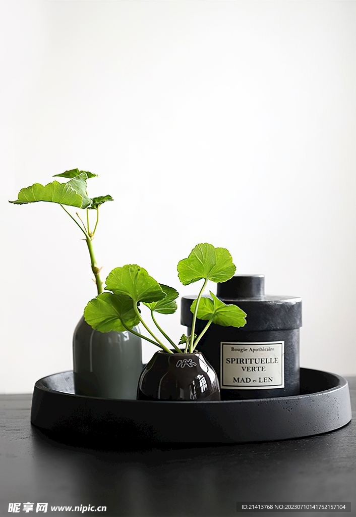 绿植绿叶植物