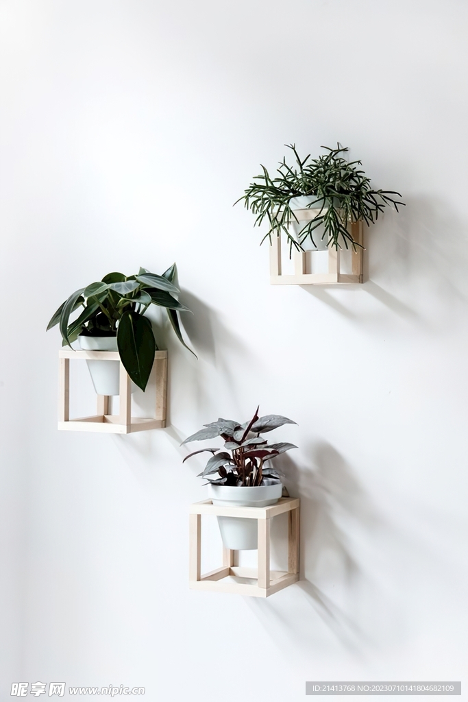 绿植绿叶植物