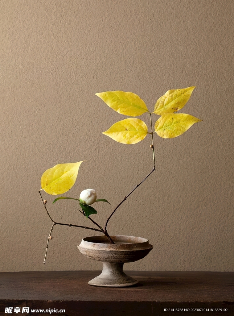 绿植绿叶植物