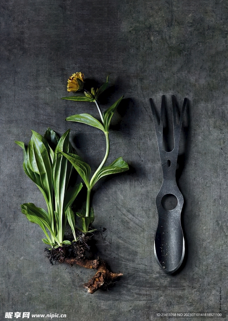 绿植绿叶植物