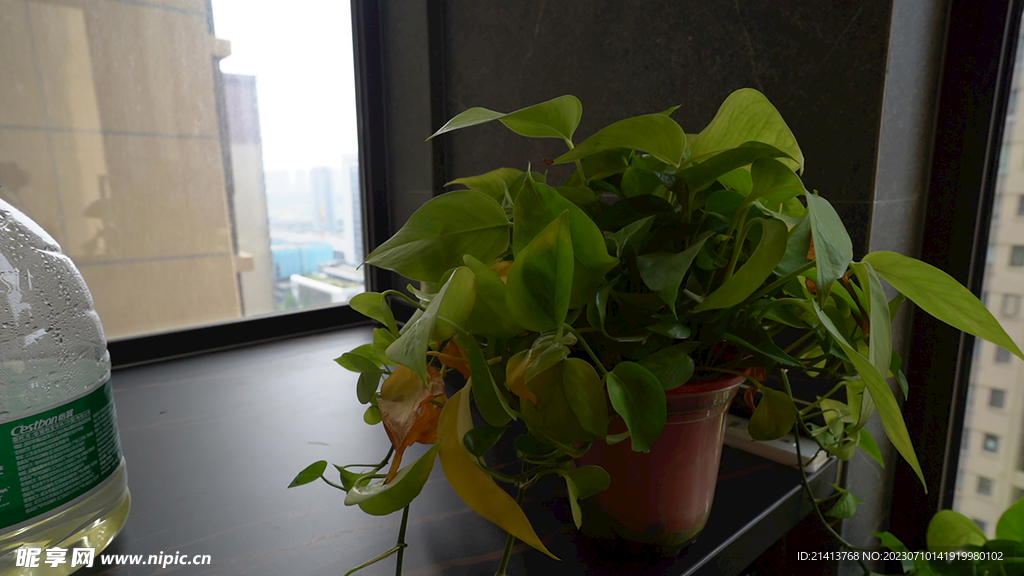 绿植绿叶植物