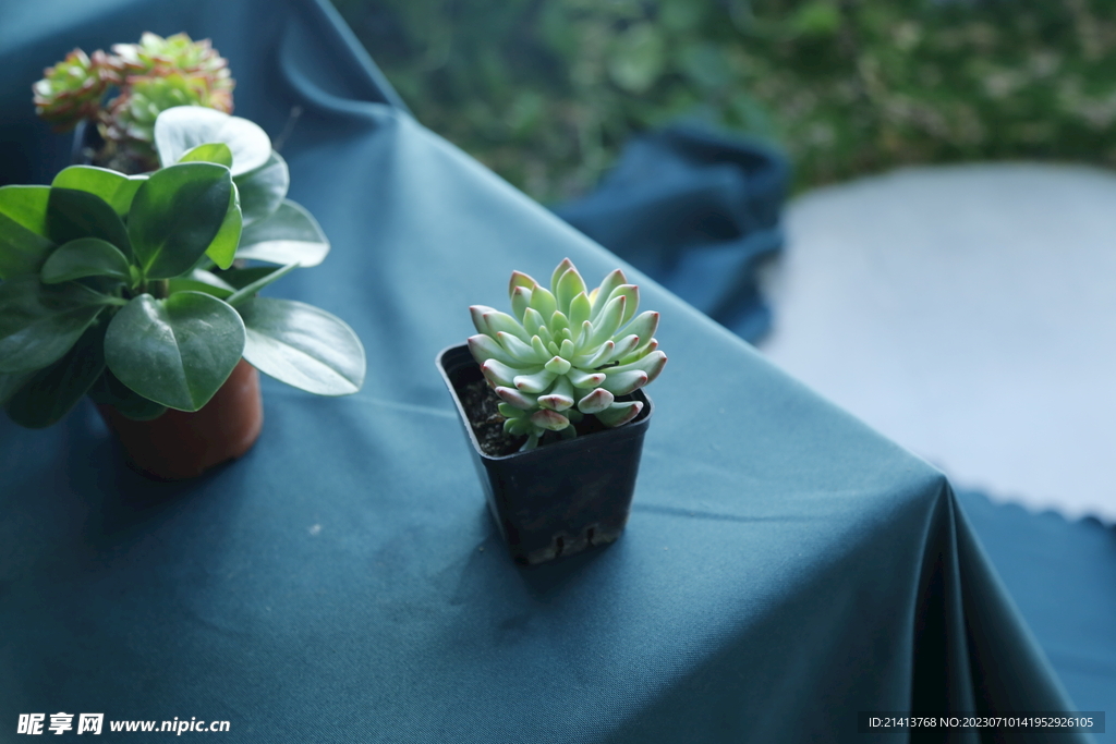 绿植绿叶植物