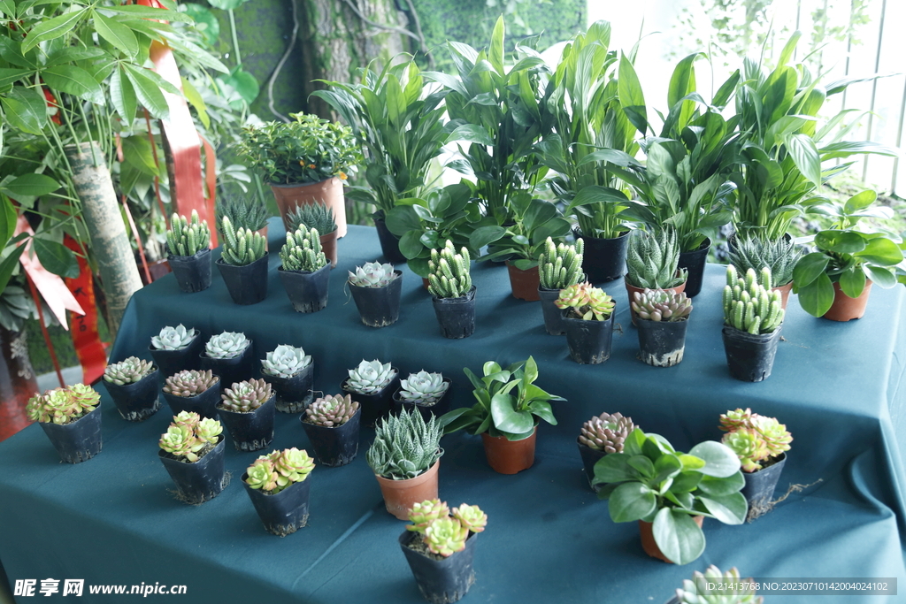 绿植绿叶植物