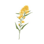 手绘花卉