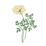 手绘花卉