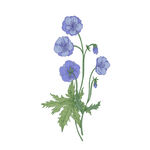 手绘花卉