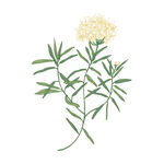 手绘花卉