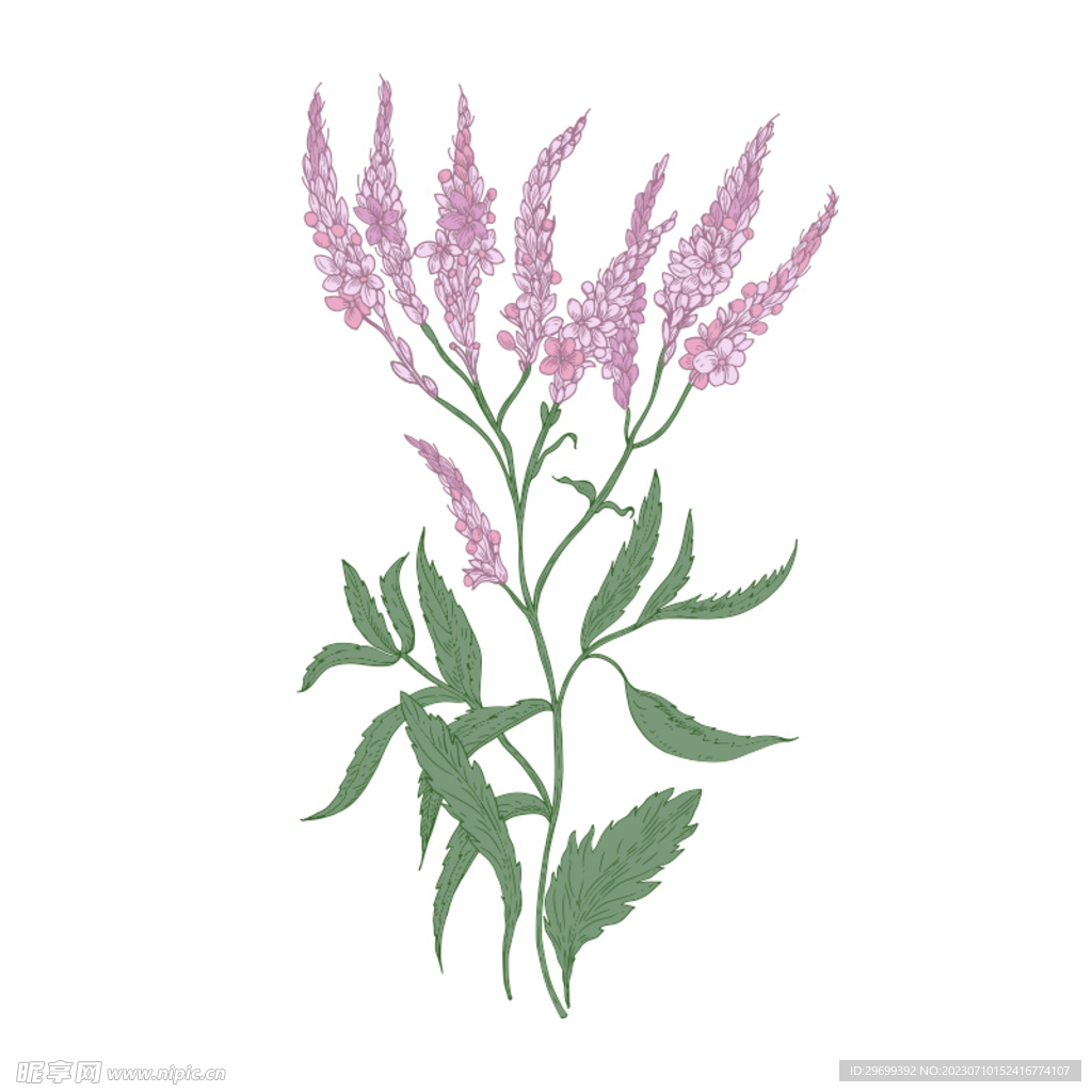 手绘花卉