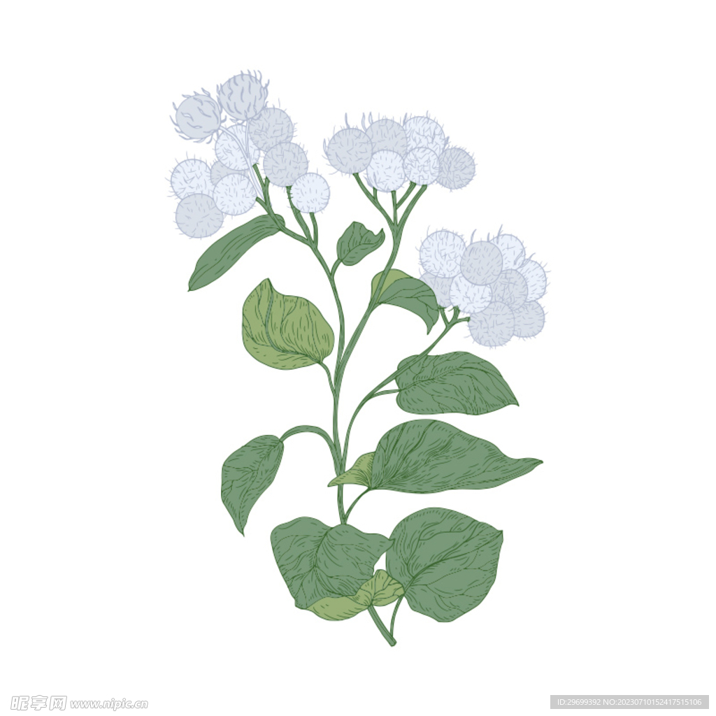 手绘花卉