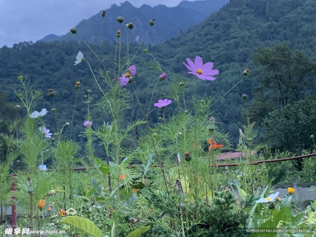 野花