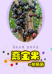 树葡萄
