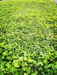 绿草地