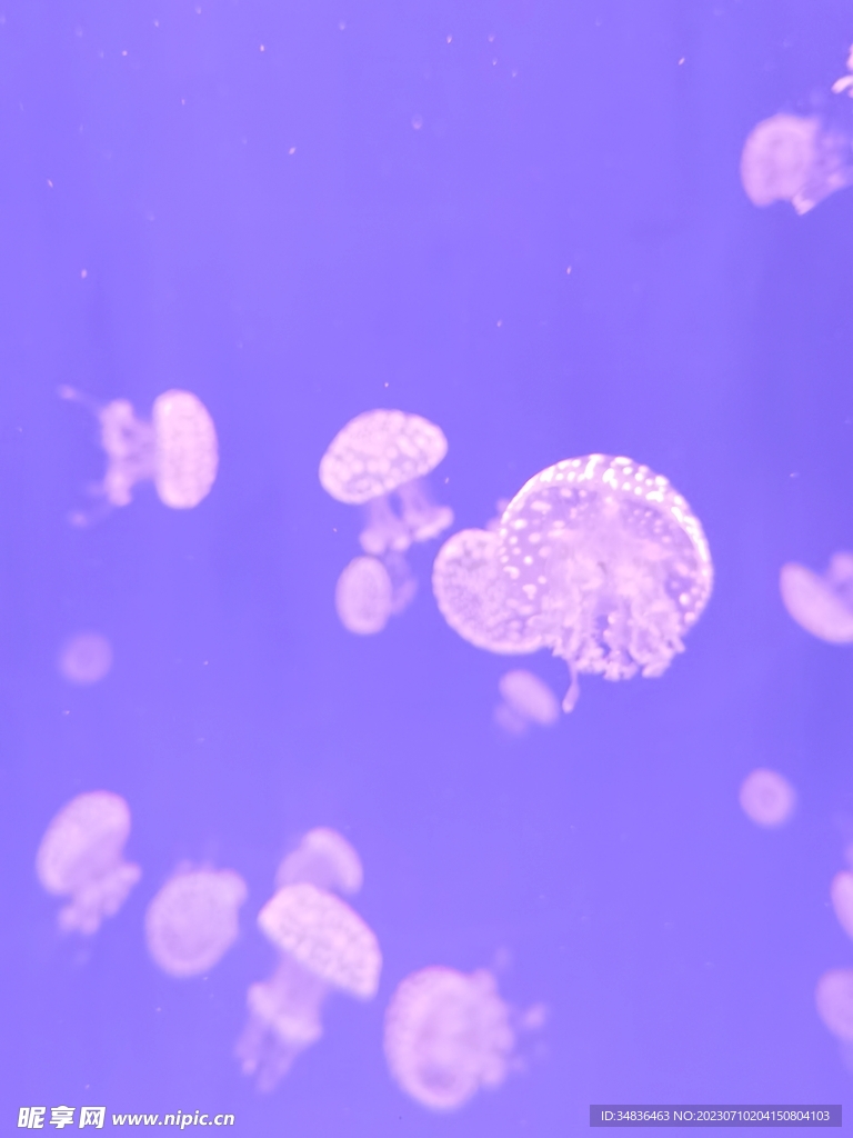 海昌海洋动物园水母