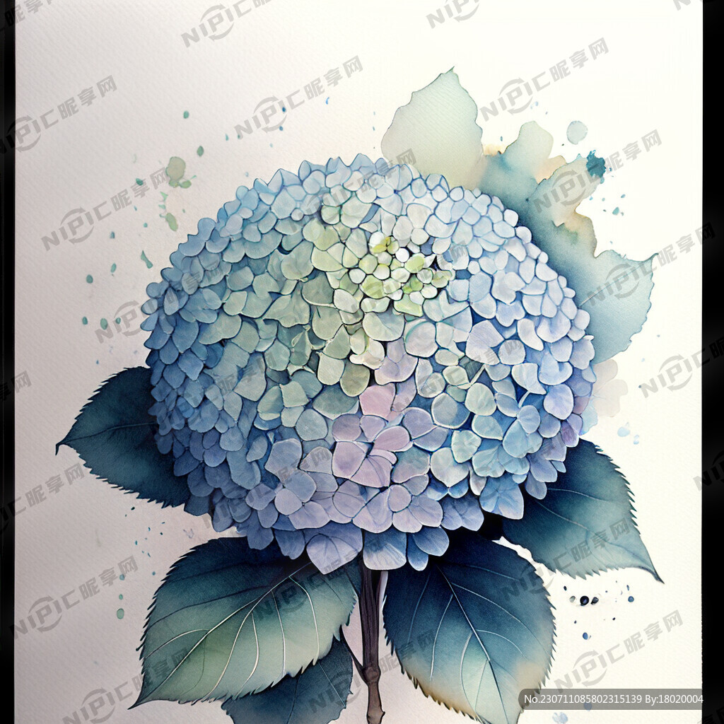 花卉 绣球花 水彩 插画
