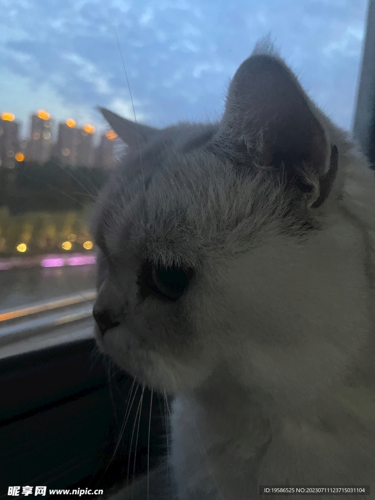 猫