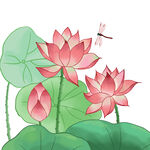 荷花
