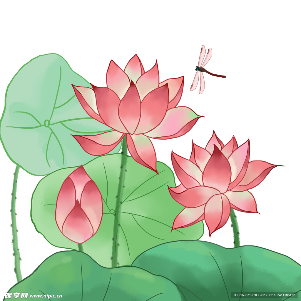 荷花