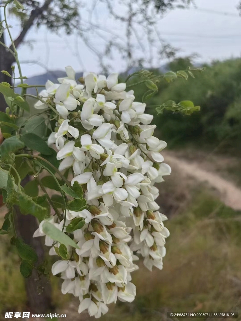 洋槐花