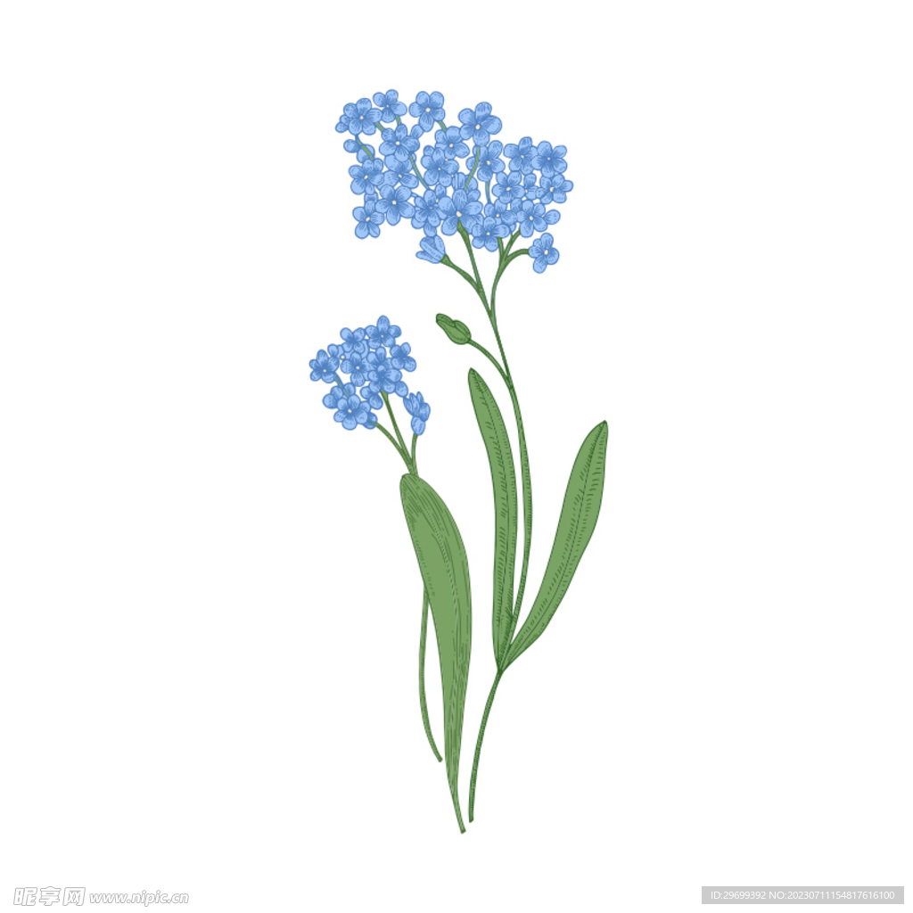 手绘花卉