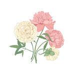 手绘花卉