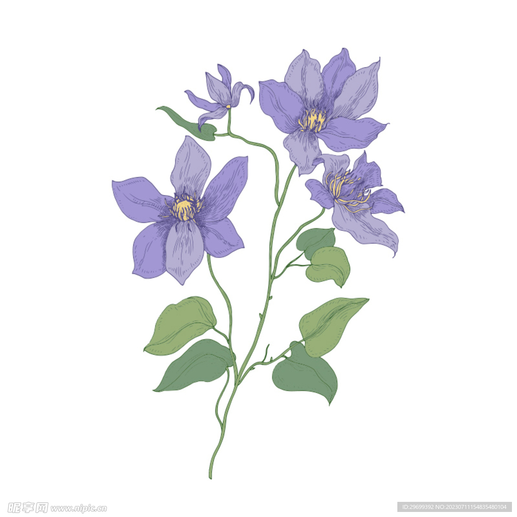 手绘花卉
